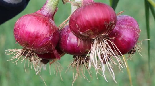 Bulb Onion Farming Program/ Planting Guide