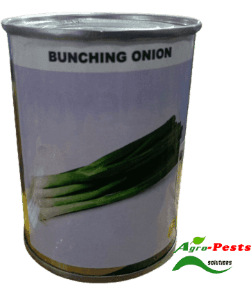 Bunching onion 1Kg