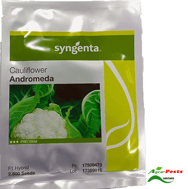 Andromenda F1 cauliflower 1,000 seeds 