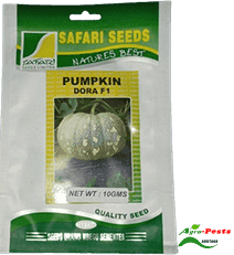 Dora F1 Pumpkin 50g