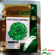 Lettuce Caipira 100 Seeds 