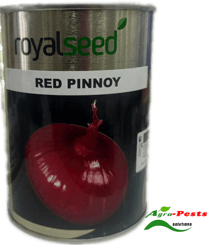 Red Pinnoy onion 1kg