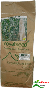 Royal RS 5101 maize 1kg