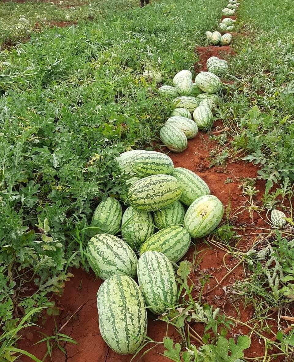 Watermelon Farming Program/ Planting Guide