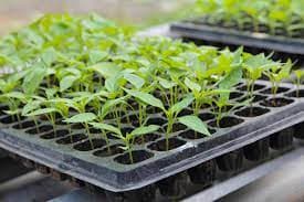 How to prepare and manage seedling nursery