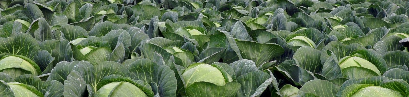 Cabbage Farming Program (Planting Guide)