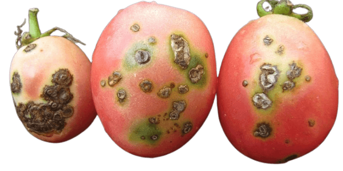 Bacterial spot in tomato fruit and its management