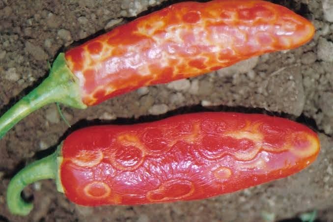Tomato Spotted Wilt Virus 