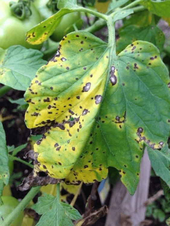 Septoria spot in tomato