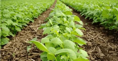 Bean Farming Program (Farming Guide)
