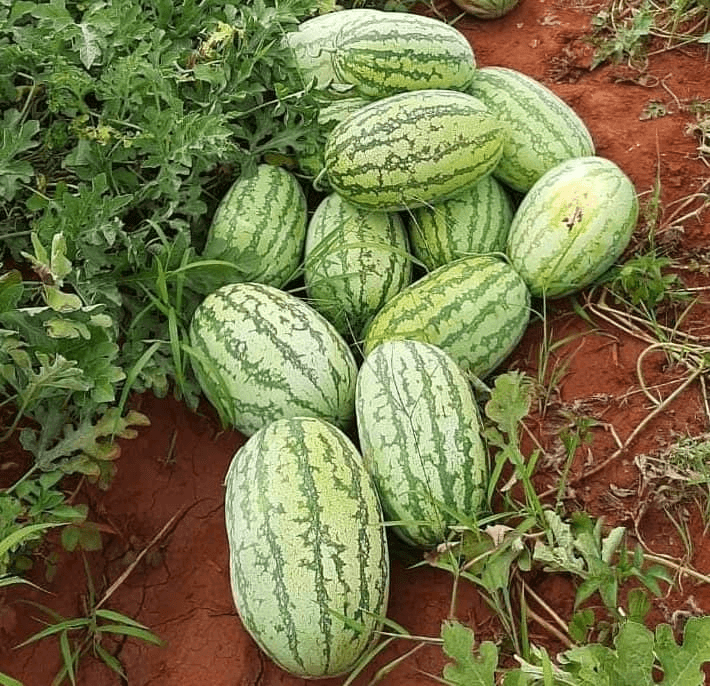 Watermelon Farming Program/ Planting Guide