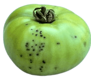 Bacterial speck and its management