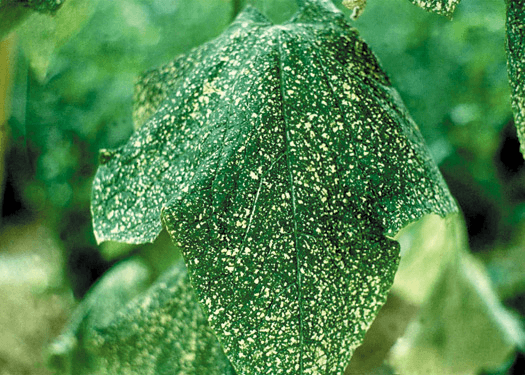 Thrips and control measures