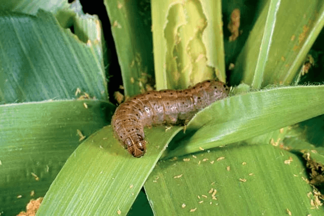Fall Army Worm Control 