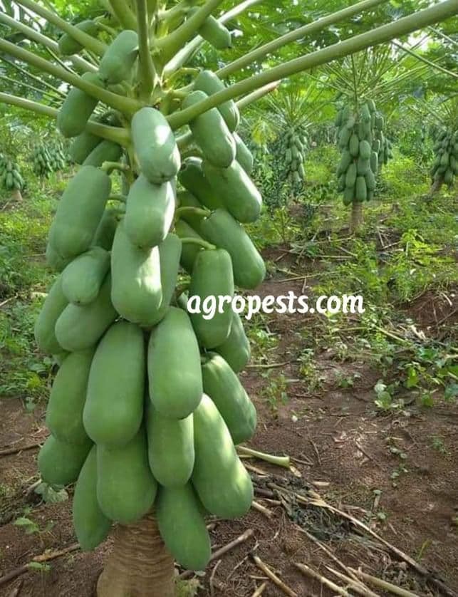 Papaya Farming Program (Farming Guide)