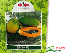 sinta yellow papaya 100 seeds