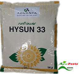Hysun 33 Sunflower