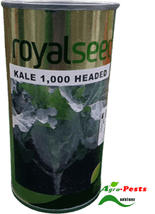 1000 Headed Kale Royal 10g