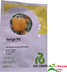  Ilanga RZ F1 Sweet Pepper (capsicum) 100 seeds